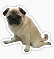Pug Puppy Splits Sticker