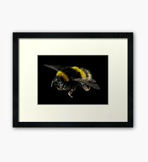 European Bumble Bee Framed Print