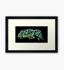 Botany Bay Weevil (Chrysolopus spectabilis) Framed Print