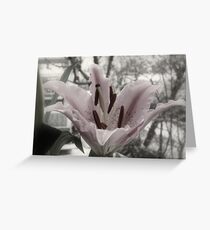 Duo Tone Lily Greeting Card
