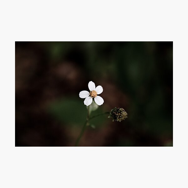Untitled Photographic Print