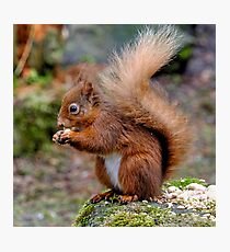 Red Squirrel. Photographic Print