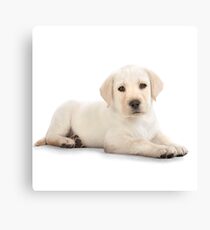 Puppy! Canvas Print
