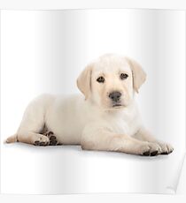 Puppy! Poster