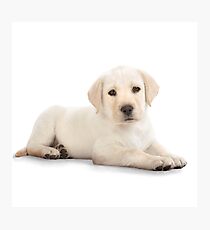 Puppy! Photographic Print