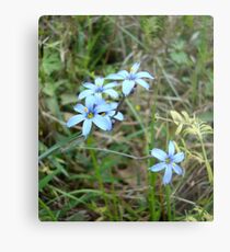 Blue-eyed Grass Metal Print
