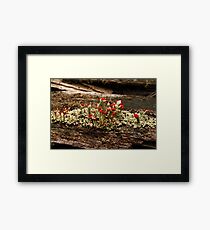 What Is It? Solved by CynLynn, British Soliders Lichens Framed Print