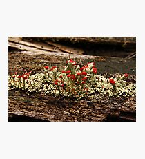 What Is It? Solved by CynLynn, British Soliders Lichens Photographic Print