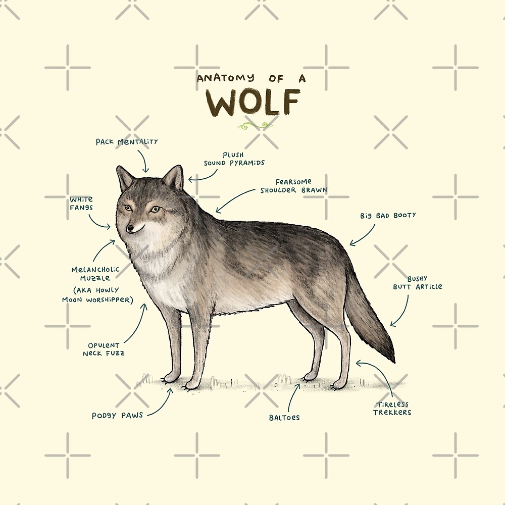 "Anatomy of a Wolf" by Sophie Corrigan | Redbubble