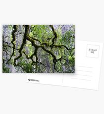 Wisteria Postcards