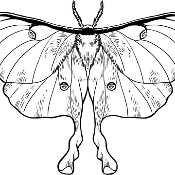 Luna moth sticker — ALPINE AYITA