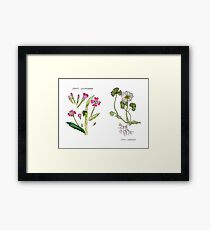 Flowering Pond Plants Framed Print
