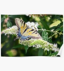 BUTTERFLY FRACTALIUS Poster