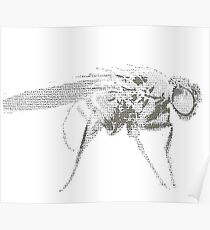 Drosophila Poster