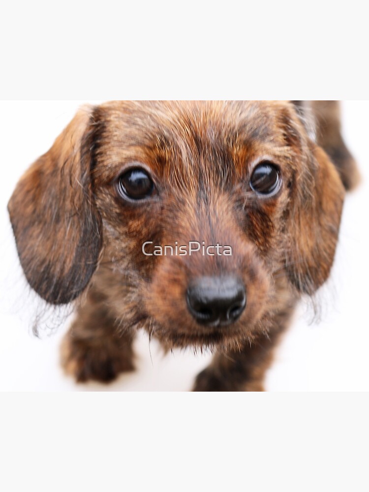 You Can Call Me Ketchup Dachshund Puppy Wire Wirehair Hair