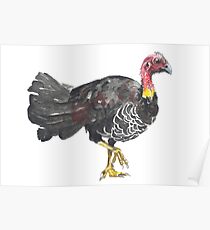 Brush Turkey Poster