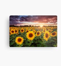 Sunshine Metal Print