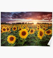Póster Sol