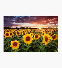 Sunshine Photographic Print
