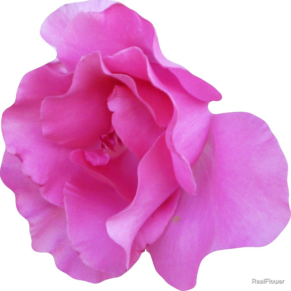 Lustig Wie Die Zeit Vergeht Wenn Du Spass Hast Von Realflower