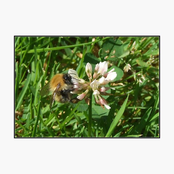 Bee 2 Photographic Print