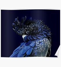 Fibonacci Cockatoo Poster