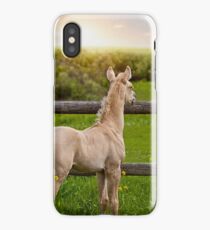 Palomino Foal 1 iPhone Case