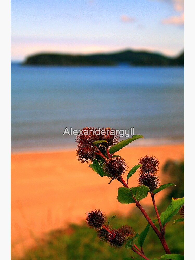 Gruinard Bokeh by Alexanderargyll