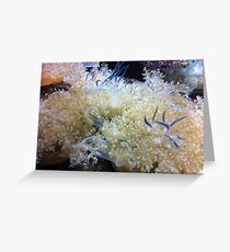 Sea Anemone Greeting Card
