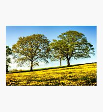 Beautiful Buttercup Meadow Photographic Print