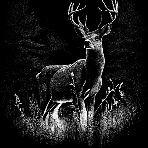 T-Shirt Coton Bio « Cerf Nature »
