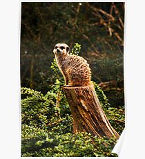 Meerkat Poster