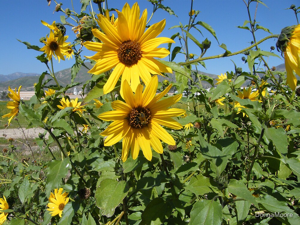 "Wild Sunflowers at the side of the road...." by DonnaMoore Redbubble