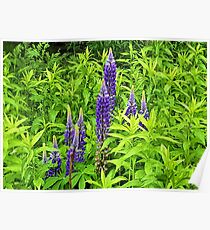 Blue Lupin Poster