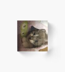 Adorable grey kitty Acrylic Block