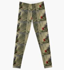 Little Wattle bird Leggings