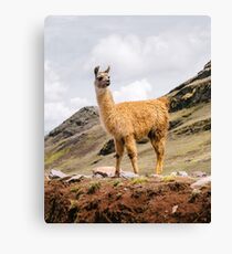 A Llama in the Andes outside of Cusco, Peru Canvas Print