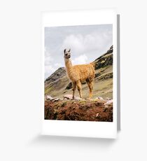 Ein Lama in den Anden außerhalb von Cusco, Peru Grußkarte