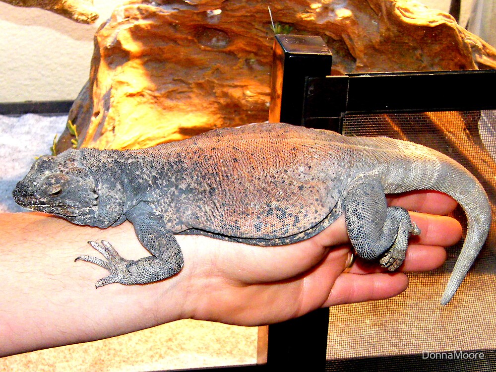 &ldquo;This is a Chuckwalla lizard&hellip;&rdquo; by DonnaMoore | Redbubble
