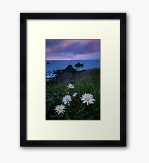Wild Daisies at Sunset Framed Print