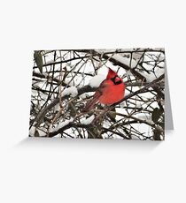 Northern Cardinal in snow on the Concord River Greeting Card