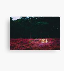 Galloway Cow Taking A Nap Canvas Print