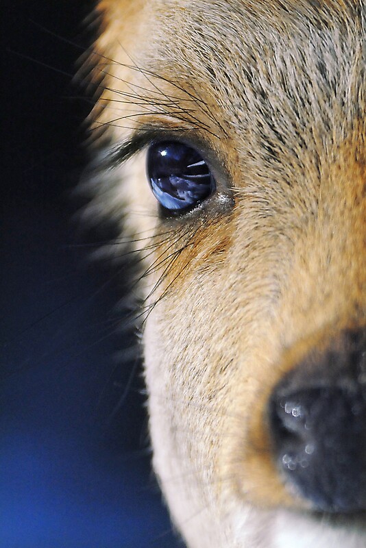 “deep blue eyes” by mc27 | Redbubble