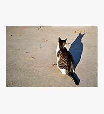kitteh Photographic Print