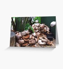 Kuranda Coconuts Greeting Card