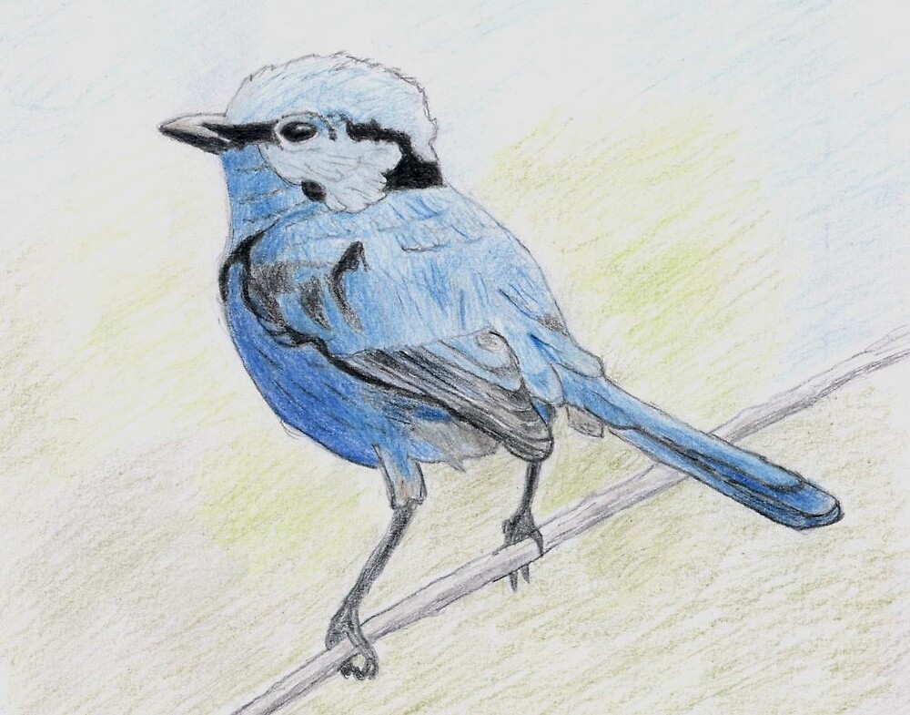 "Splendid Fairy-Wren drawing" by Shane Meyer | Redbubble