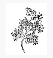 Contour Orchid Photographic Print