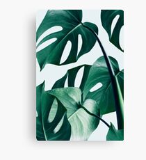 Monstera #redbubble #Artdrucken Leinwanddruck