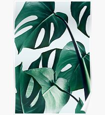 Monstera #redbubble #Artdrucken Poster