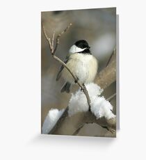 Black Capped Chickadee Greeting Card